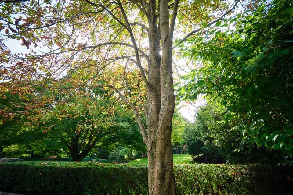 Pruning & Shaping Pruning & Shaping