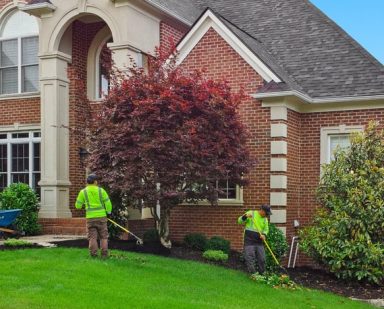 Tree & Shrub Care