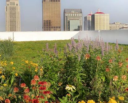 The Complete Guide to Green Roofs: From Vision to Installation